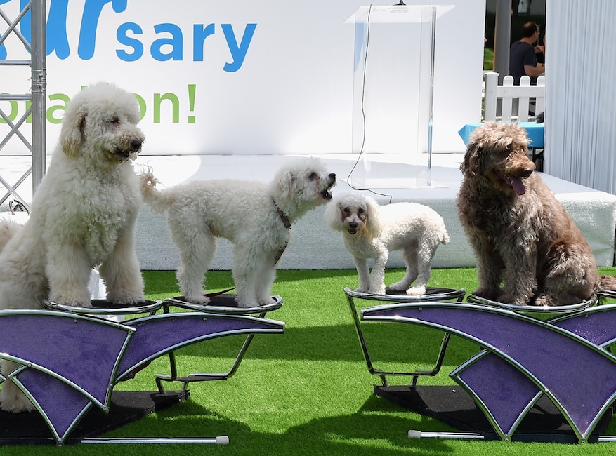 Olate Dogs, America's Got Talent Winner